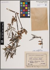 Foto von Salix eleagnos Scop.